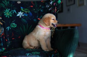 GOLDEN RETRIEVER-100% linia amerykańska,ZKwP/FCI - 10