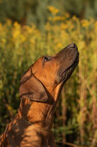 Piękne Rhodesian ridgeback - 10