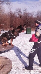 Owczarek niemiecki krótkowłosy suczka czarna- podpalana FCI - 10