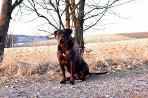 Cane Corso szczenięta FCI pedigree - 10