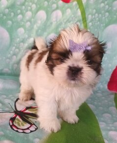 Shih Tzu - 10