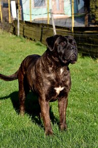 Cane Corso szczenięta FCI pedigree - 10