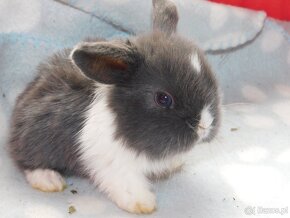 Niebieskie baranki mini lop - 11