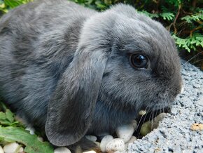 Cudowne baranki mini lop - 11