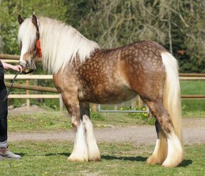 Irish Cob - Luksusowy ogier - 11