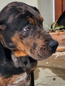 Louisiana Leopard,  Catahoula - 11