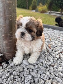 Przepiękne suczki | Emilo Wonderful Shih Tzu - 11