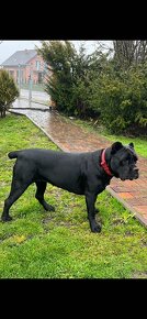 Szczeniaki Cane Corso Italiano - 11