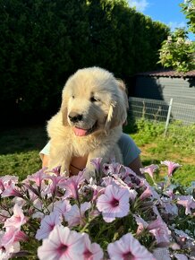 Golden Retriever  chłopiec - 11