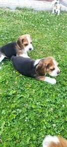 Beagle tricolor - 11