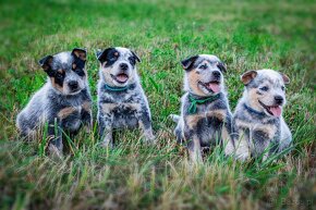 Australian cattle dog - 11