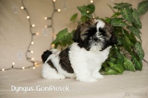 Shih Tzu Tricolor - 11