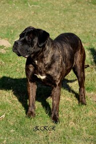 Cane Corso szczenięta - 11