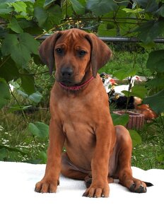 Rhodesian Ridgeback piękne szczenięta wystawowe FCI. - 11