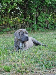 Cane Corso Italiano Puppies (FCI) - 11