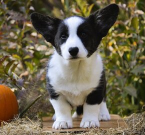 Welsh Corgi Cardigan FCI - 11