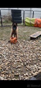 Owczarek belgijski - Malinois - 11