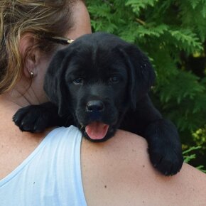 Labrador retriever čierny - 11