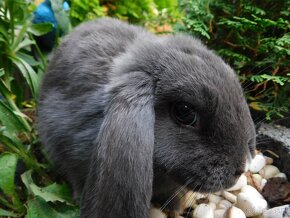 Cudowne samiczki mini lop niebieskie - 11