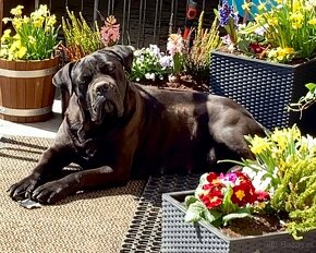 Cane Corso szczenięta FCI pedigree - 11