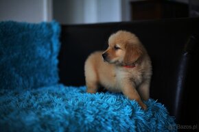 GOLDEN RETRIEVER-100% linia amerykańska,ZKwP/FCI - 11