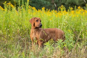 Piękne Rhodesian ridgeback - 11