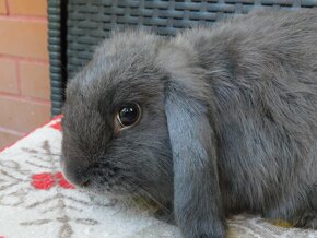 Cudowne baranki mini lop - 12