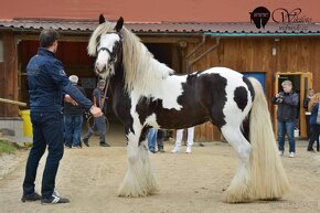 Irish Cob - Luksusowy ogier - 12