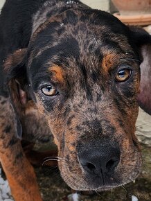 Louisiana Leopard,  Catahoula - 12