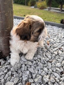 Przepiękne suczki | Emilo Wonderful Shih Tzu - 12