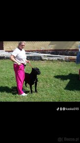 Szczeniaki Cane Corso Italiano - 12