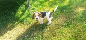 Beagle tricolor - 12