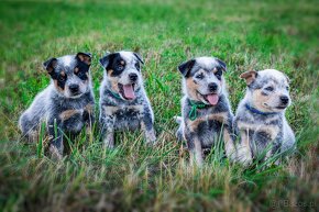 Australian cattle dog - 12