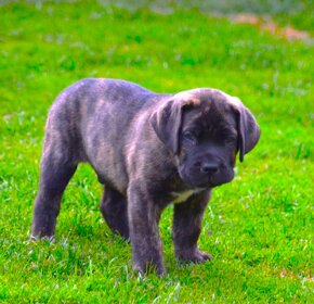 SPRZEDAM szczenieta rasy boerboel - 12