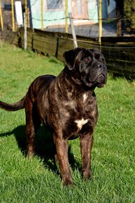 Cane Corso szczenięta - 12