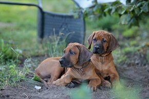 Rhodesian Ridgeback piękne szczenięta wystawowe FCI. - 12