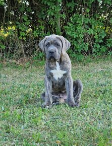 Cane Corso Italiano Puppies (FCI) - 12