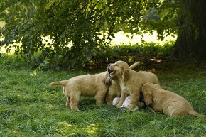 golden retriever - 12