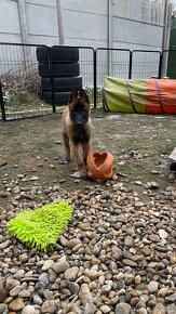 Owczarek belgijski - Malinois - 12