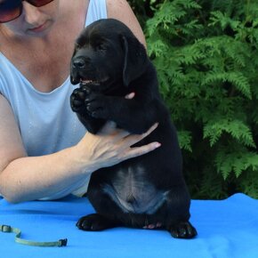 Labrador retriever čierny - 12