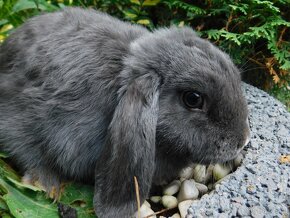 Cudowne samiczki mini lop niebieskie - 12