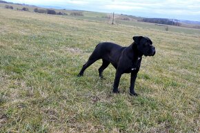 Cane Corso szczenięta FCI pedigree - 12