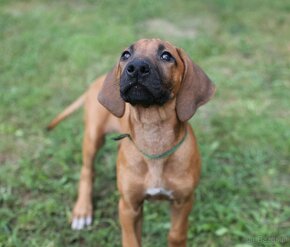 rhodesian ridgeback przepiekna suczka - 12