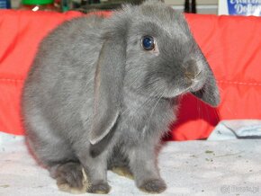 Niebieskie baranki mini lop samiczki - 12