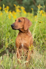 Piękne Rhodesian ridgeback - 12