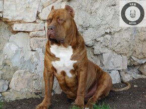 Szczenięta American Bully Xl - XXL Bloodline DDK9 - 12