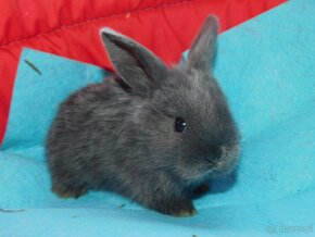 Cudowne baranki mini lop - 13