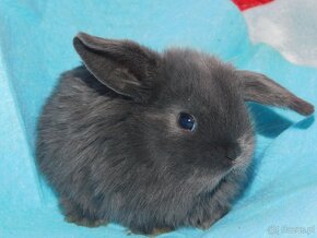 Niebieskie baranki mini lop - 13