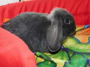 Cudowne baranki mini lop - 13