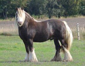 Irish Cob - Luksusowy ogier - 13